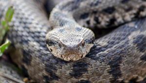 Adı Osmanlı, boyu 1 metre Çankırıda ortaya çıkan tür şaşırttı