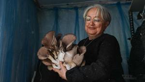 Kurslarla başlayan mantar yetiştiriciliği üretim modeline dönüştü