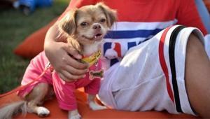 Köpek sayısı çocuk sayısını geçti 10 yılda demografik yapıda çarpıcı değişim