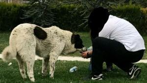 Sokak köpeği Matmazelin darbedilerek öldürüldüğü iddiasına soruşturma Gömüldüğü yerden çıkarıldı