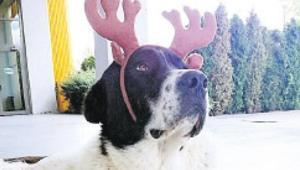 Matmazel’in ölümüne soruşturma Görevlerinden uzaklaştırıldılar