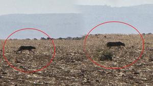 Şırnak’ta büyük yırtıcı Görüntüler bir köylü tarafından kaydedildi: 2013’te Diyarbakırda tespit edilmişti