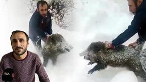 Sürüye dalıp, çıplak eliyle domuz yakaladı Yaşananları anlattı: Kimse özenmesin, parçalar