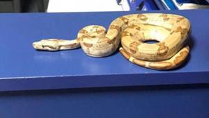 Yer: İzmir Kafede yılanla dolaşan gence şok ceza