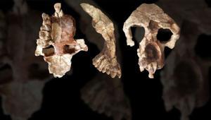 Fasta bakanlık duyurdu Tam 773 bin yıl öncesine ait insan fosilleri