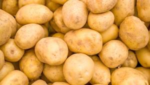 Toprağın altından çıkan gizli servet Hasat zamanı zengin ediyor