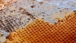 Dünyanın en pahalı balı Ilgazda satıldı Fiyatıyla Guinness Rekorlar Kitabına girdi