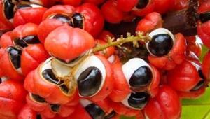 Eken hasadı da kazancı da ikiye katlıyor Türkiyede pazar açık, Tarımın yeni altını