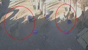 Silivride dehşete düşüren koç saldırısı Sahibini hastanelik etti