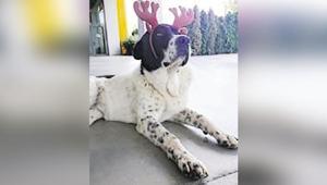 ‘Matmazel’ dövülerek öldürülmüş