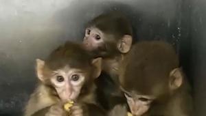 Bursada 3 makak maymunu ele geçirildi