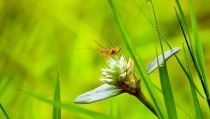 Doğanın termometresi: Cırcır böceklerinin sesi hava sıcaklığını ele veriyor