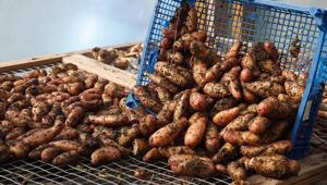 Hasattan sonra yapılan bu hata patatesleri çürütüyor Aylarca süren tazeliğin sırrı