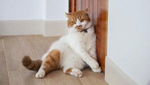 Ne ilgi ne inat... İşte kedilerin gece kapıyı tırmalamasının nedeni