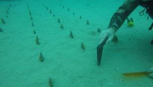 Denizin altında zamana karşı mücadele: Nesli tükenen tür için santim santim restorasyon