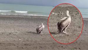 Sahilde gizemli misafir: Atakumda ilk defa gördüm
