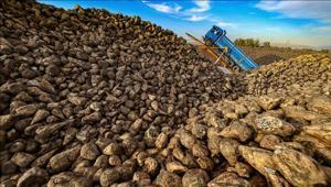 Türkiyede üretilen şeker miktarı 3 milyon tonu bulacak