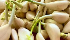 Küflenme ve filizlenmeye son Sarımsağı çürümeden aylarca saklamanın püf noktası