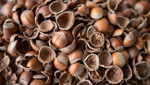 Fındık kabuğu aktif karbona dönüşerek birçok sektöre ham madde olacak