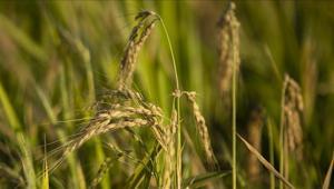TMO, çeltik alım fiyatlarını açıkladı