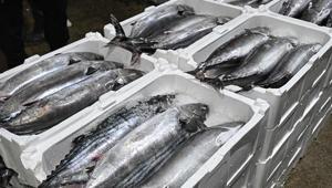 Marmara Denizinde torik bolluğu