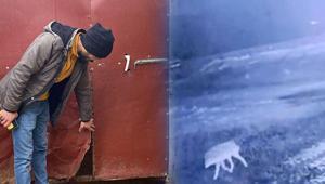 Sis çöktü, felaket geldi Bir gecede 200 koyun öldü: İlk kez böyle bir olayla karşılaştım