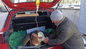 5 günlük buzağısı hastalanınca veterinere koştu Yürek ısıtan an: İyi gelmiş gibi görünüyor