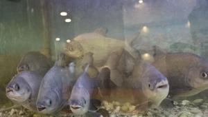 Bu lokantada kelle paçayı sadece insanlar yemiyor Piranaların günlük menüsü şaşkına çevirdi