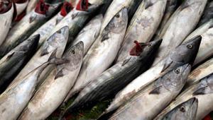 Herkes palamut sanıyor ama türü başka Eti daha sert oluyor, çizgilerine dikkatli bakın