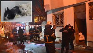 Sivasta kedilerin beslendiği evde yangın çıktı 26 kedi öldü