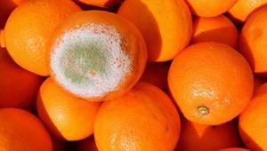 Portakalın çürümesini önleyen yöntem Günlerce taş gibi kalıyor