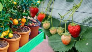 Yetiştirmek için balkona bahçeye gerek yok Tane tane meyve veriyor