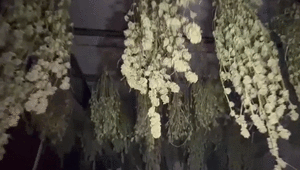 Evi seraya çevirmiş Kırklareli’nde uyuşturucu üretim üssü çökertildi