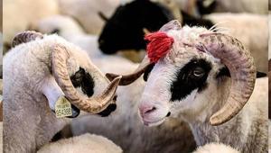 2026 KURBAN BAYRAMI TARİHLERİ | Kurban Bayramı ne zaman, kaç gün Diyanet Kurban Bayramı süresi