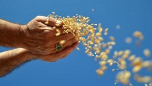 Hububat, bakliyat, yağlı tohumlar ihracatı 1 milyar dolara yaklaştı