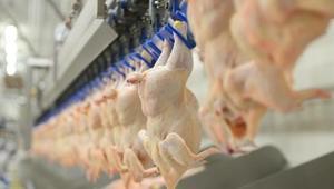 Son dakika: Tavuk ürünleri ihracatı yarın durdurulacak