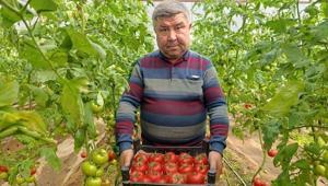 Büyük ilgi görüyor Eynal domatesi: Simavda yetişiyor coğrafi işaretli