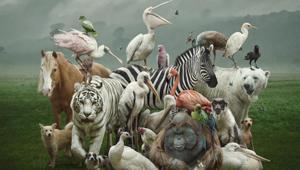 Gören dokunmak istiyor: Zararsız gibi görünen ama son derece tehlikeli olan 6 hayvan