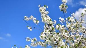 İLK CEMRE NE ZAMAN DÜŞER İlk cemre nereye düşecek Cemre düşme tarihleri