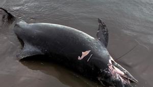 Adana Karataş’ta sahile ölü yunus vurdu: Fırtına sonrası kıyıda bulundu