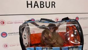 Sınırda 85 bin canlı yakalandı Gümrük operasyonlarında maymundan gökdoğana kadar binlerce hayvana el konuldu