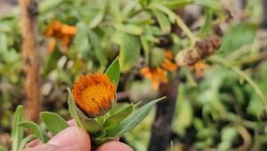 Karın içinden bahar çıktı Bitlis’te şubat ayında açan çiçekler şaşırttı