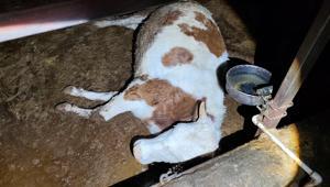 Elektrik kaçağı faciası Bir gecede 8 büyükbaş hayvan telef oldu