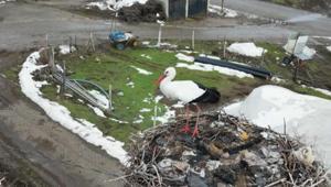 Bitlis’te göçü unutan leylek Sıfırın altındaki soğuğa rağmen 3 yıldır yuvasını terk etmiyor