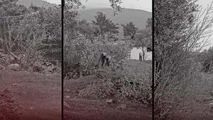 CHPde zeytin krizi Bakan Yumaklı: 100 yıllık zeytin ağaçlarının kesilmesi CHP’lilere serbest mi