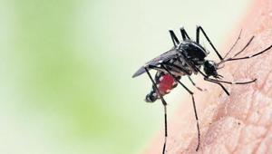 ‘Tropikal’ kâbus