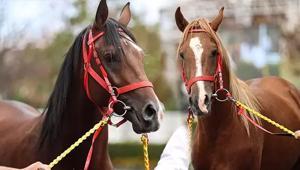 Değeri 100 milyon lira olan yarış atları kayıp iddialarına açıklama geldi