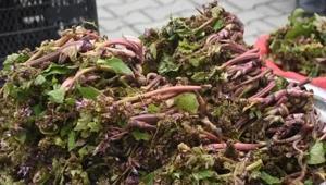 Doğada bedava yetişiyor, pazarda kapış kapış Eskiden askerlere cesaret veren bitki