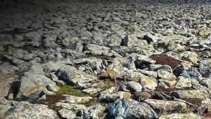 Şanlıurfada dev operasyon Taşların altından cephanelik çıktı; işte ele geçirilenlerin listesi