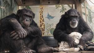 Konuşan şempanzeler Tatu ve Loulis dilin tarihini baştan yazabilir Sanılandan çok eski...